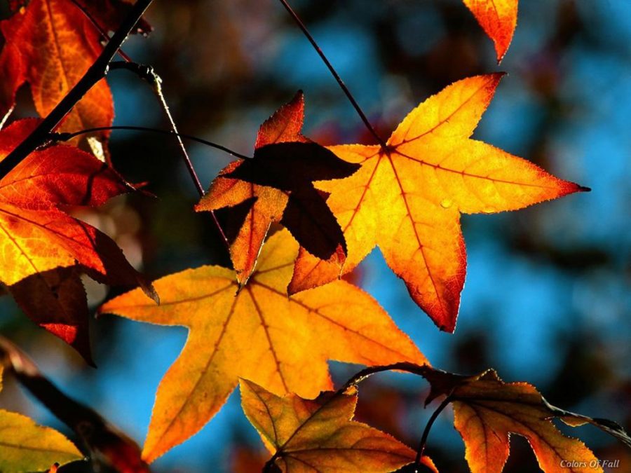 Fall-Leaves-beautiful-Autumn-31000
